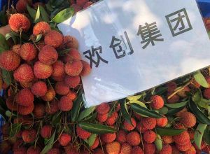 夏日好“枝”味，华体会官方版网站登录入口-华体会（中国）集团发福“荔”啦